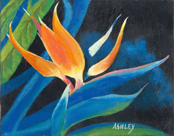 Ashleys Bird Of Paradise